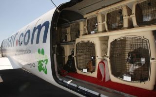 Правила перевозки домашних животных в самолете