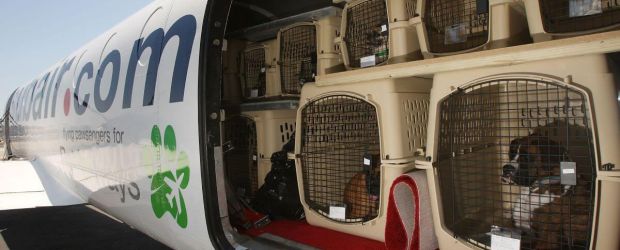 Правила перевозки домашних животных в самолете