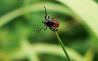 Что делать при укусе клеща