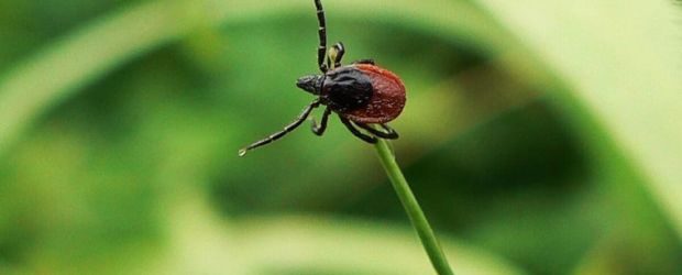 Что делать при укусе клеща