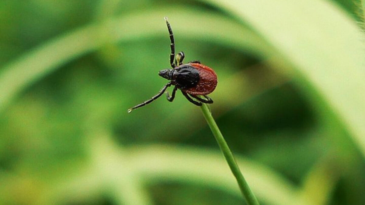 Что делать при укусе клеща
